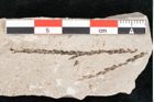 Foto (Detailansicht) von Glyptostrobus europaeus Brongniart (NHMW-GEO-2024-0188-6767)